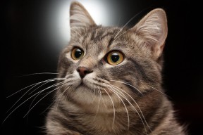 乐鱼（中国）体育官方网站-中国三人篮球男队技术训练成效显著，三人篮球 中国男篮