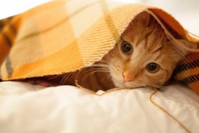 Leyu Sport下载-浙江雄狮攻守平衡成为稳定竞争者，宁波雄狮