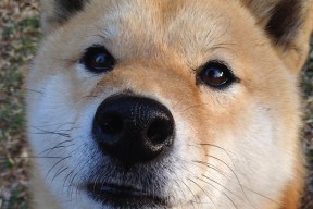 LeyuSports-中国男篮强化球员间的非语言配合能力，中国男篮队内训练