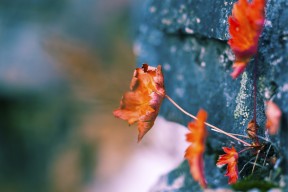 APP下载 LY Sports-德甲攻防大战：节奏快、变化多，精彩不断！，德甲榜首大战