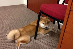 leyu乐鱼-仰泳冲刺中立代表队A女将稳中有升，仰泳 2017