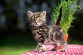 乐鱼体育(中国)官方网站-全运会赛事筹备赛事组织有条不紊，全运会赛事保障