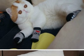 leyu乐鱼-体育新闻中心开展体育赛事直播技术培训计划，体育直播工作