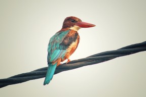 乐鱼体育平台官网-西甲攻防对撞：精彩瞬间不停上演！，西甲比赛分析gmanbetx