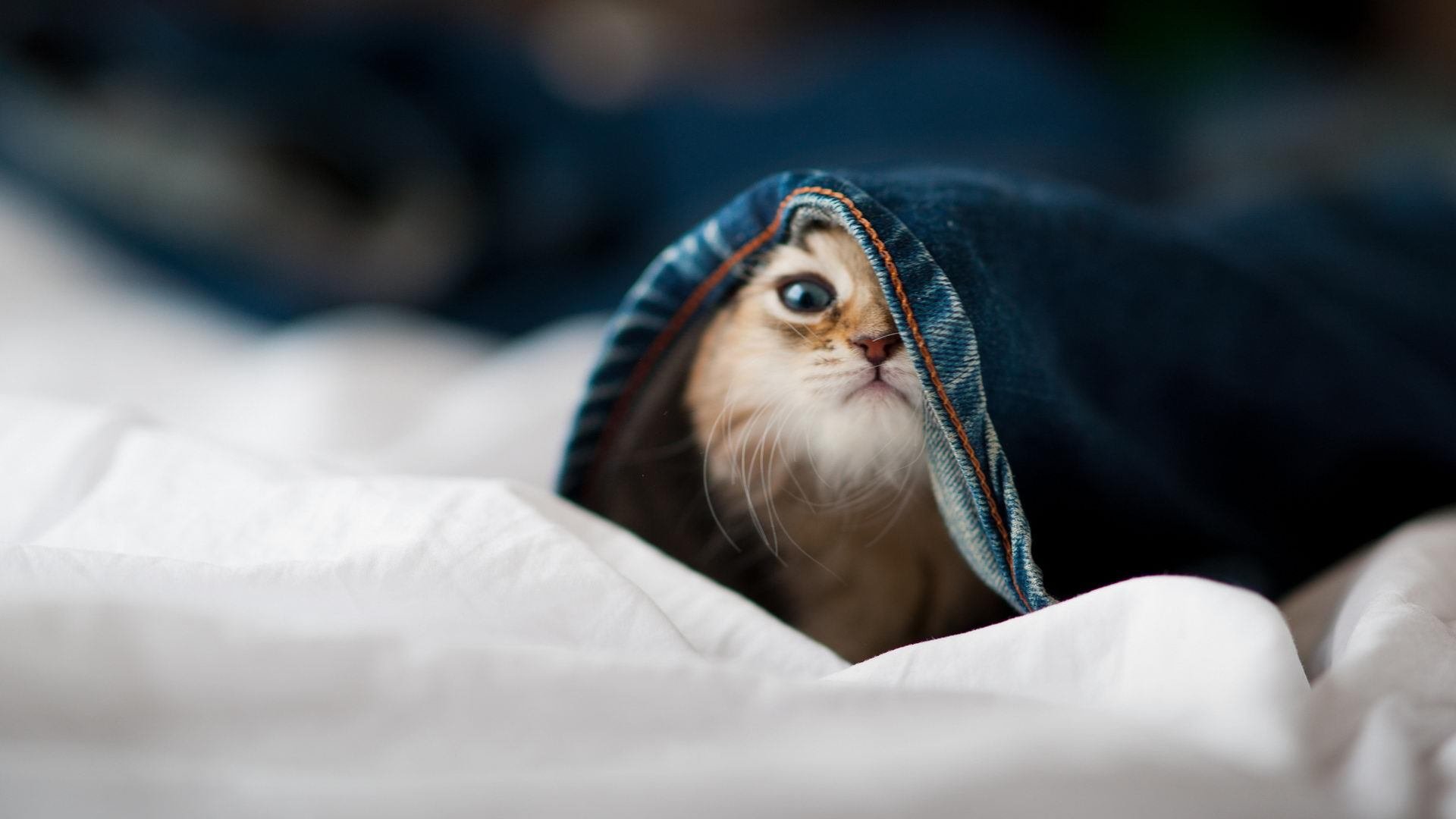 体育新闻中心构建体育融媒体人才协同培养机制，体育新媒体发展