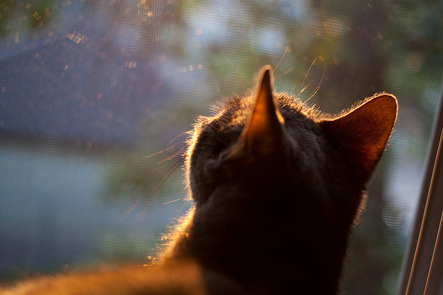 新星爆发是否为豪门球队创造转会资本,新星足球怎么转会