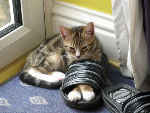 国际青训联盟发布年度最佳青训方案,培养更多足球天才,driven国际青训师