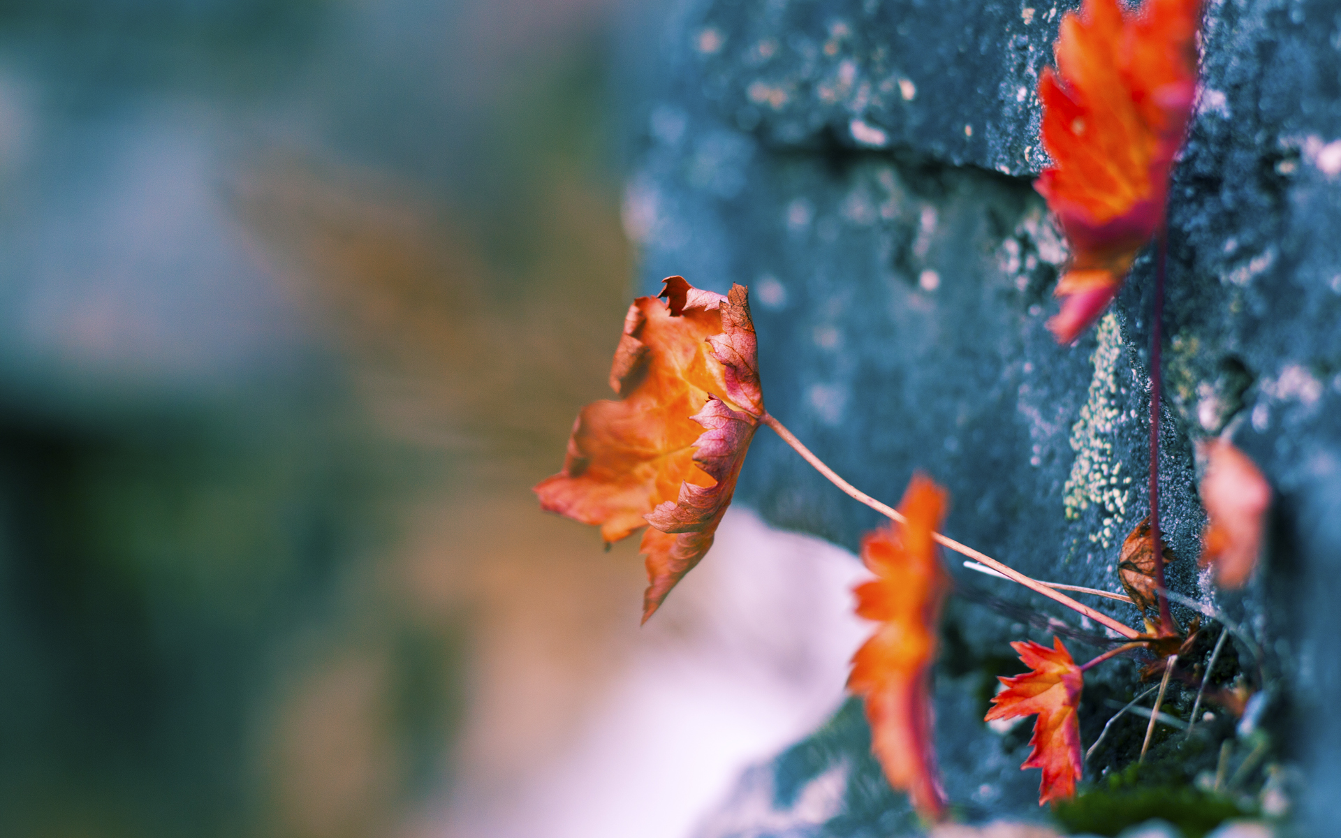 德甲攻防大战:节奏快、变化多,精彩不断!,德甲榜首大战