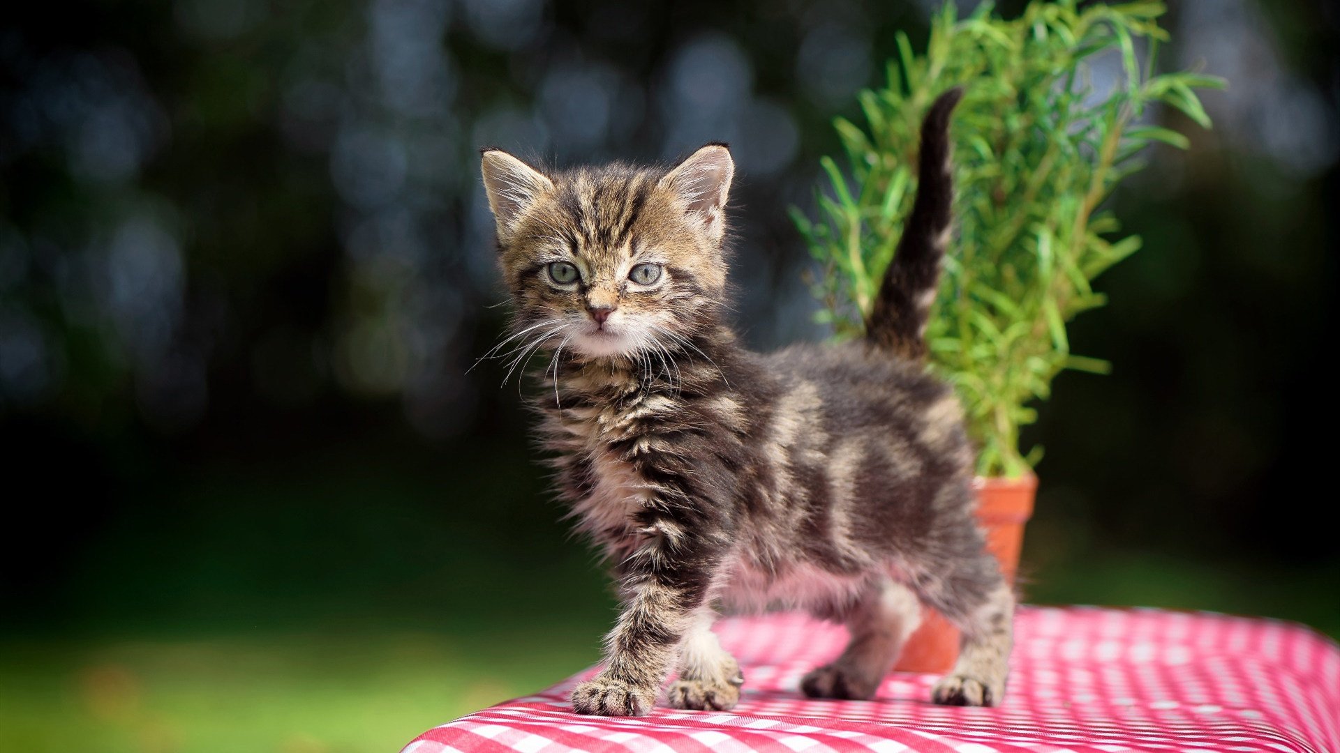 训练营阶段结束主教练对队员表现进行全面总结评估，训练营的教练一个月能挣多少
